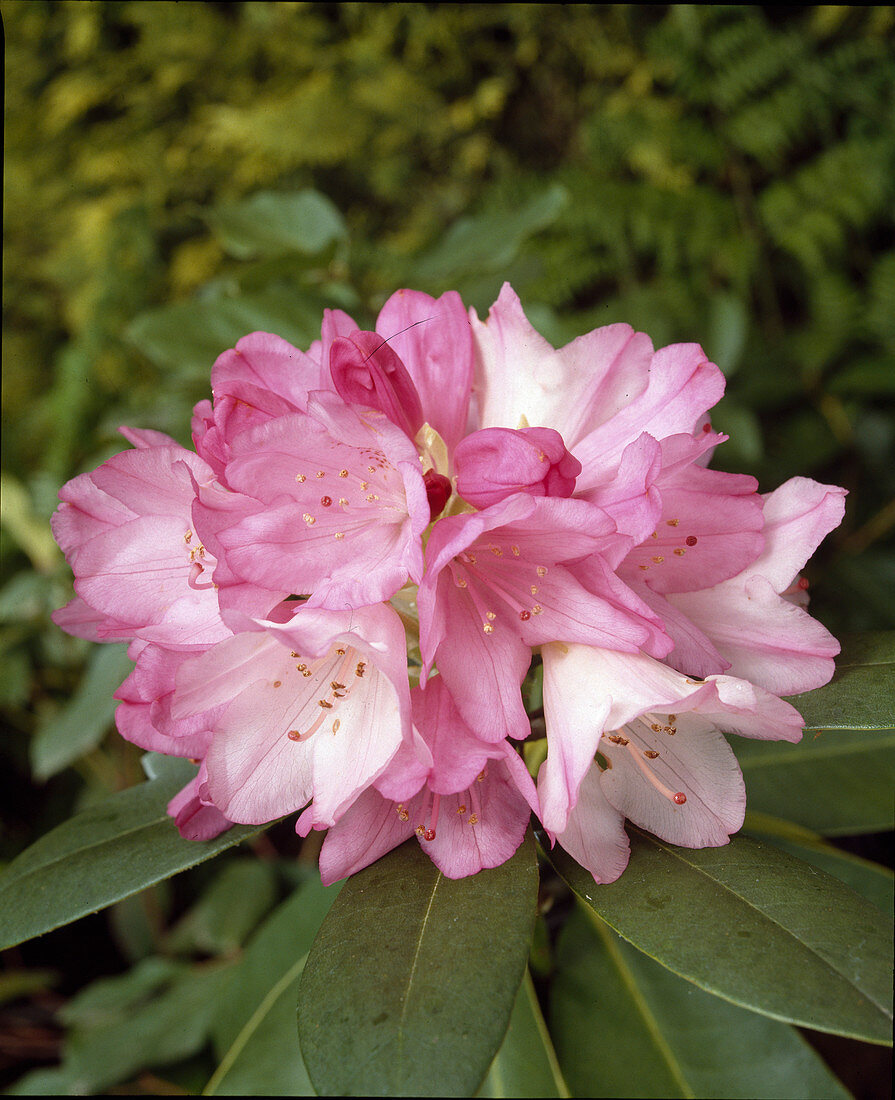 Rhododendron yakushimanum x 'Alice'