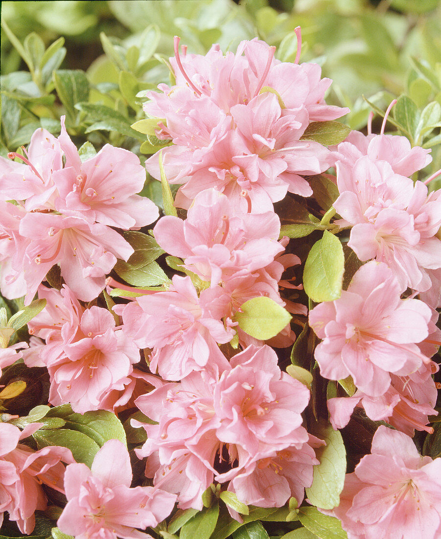 Azalea 'Mary Lynn'