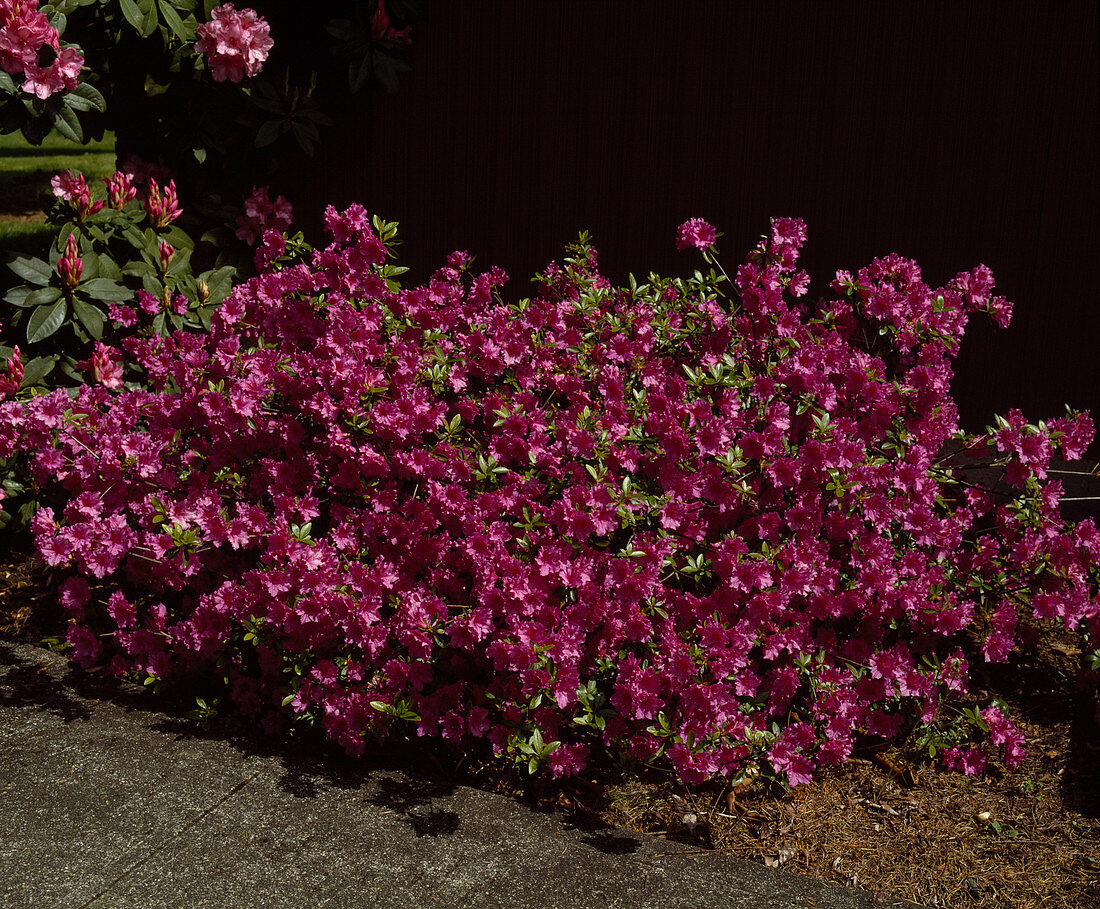 Azalea 'Purple Splendor'