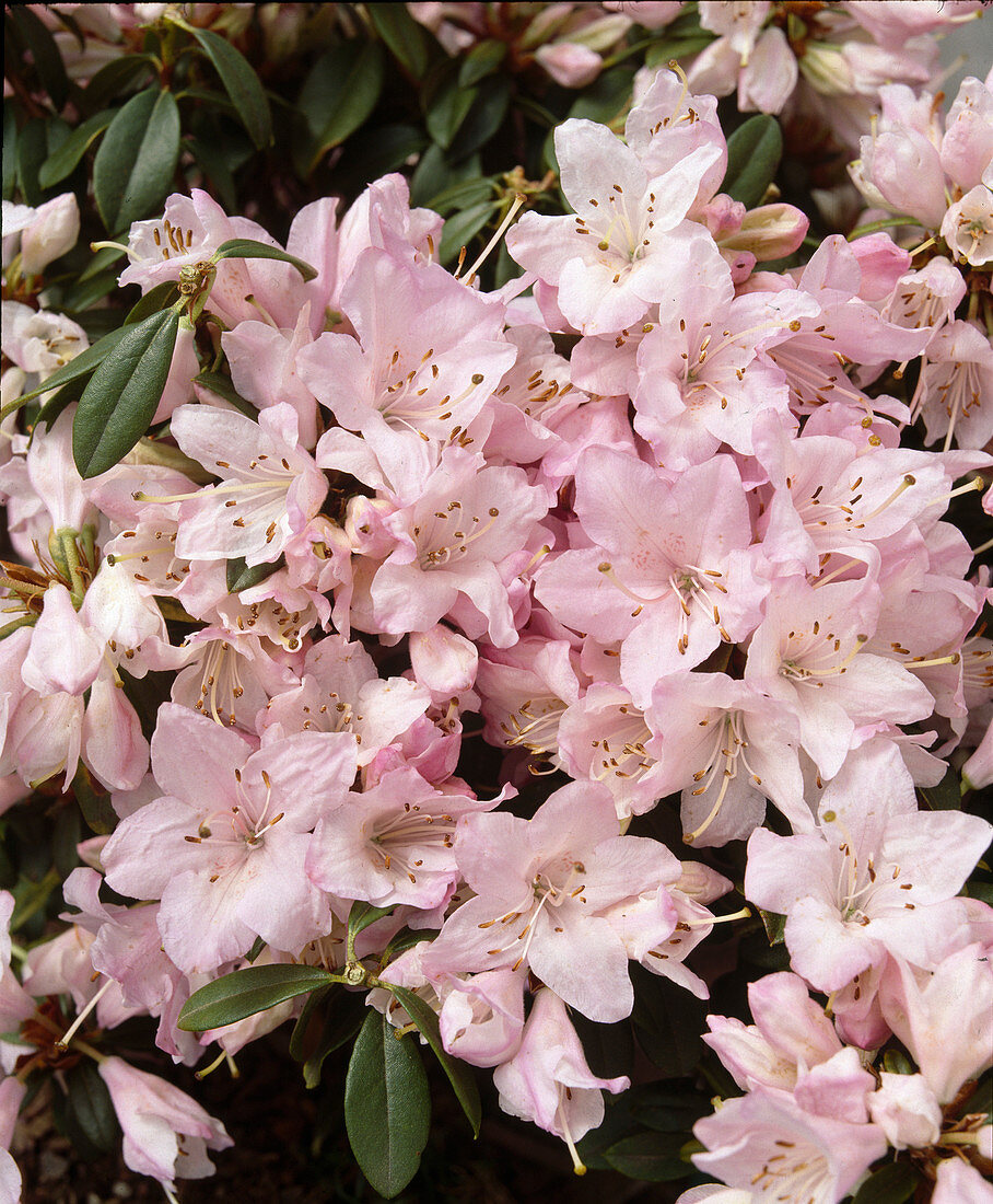 Azalea 'Phalarope'