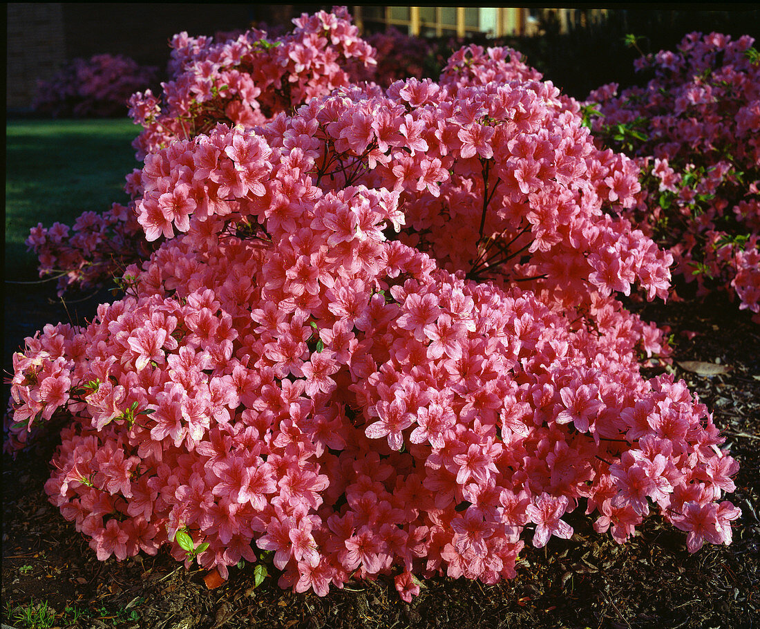 Azalea