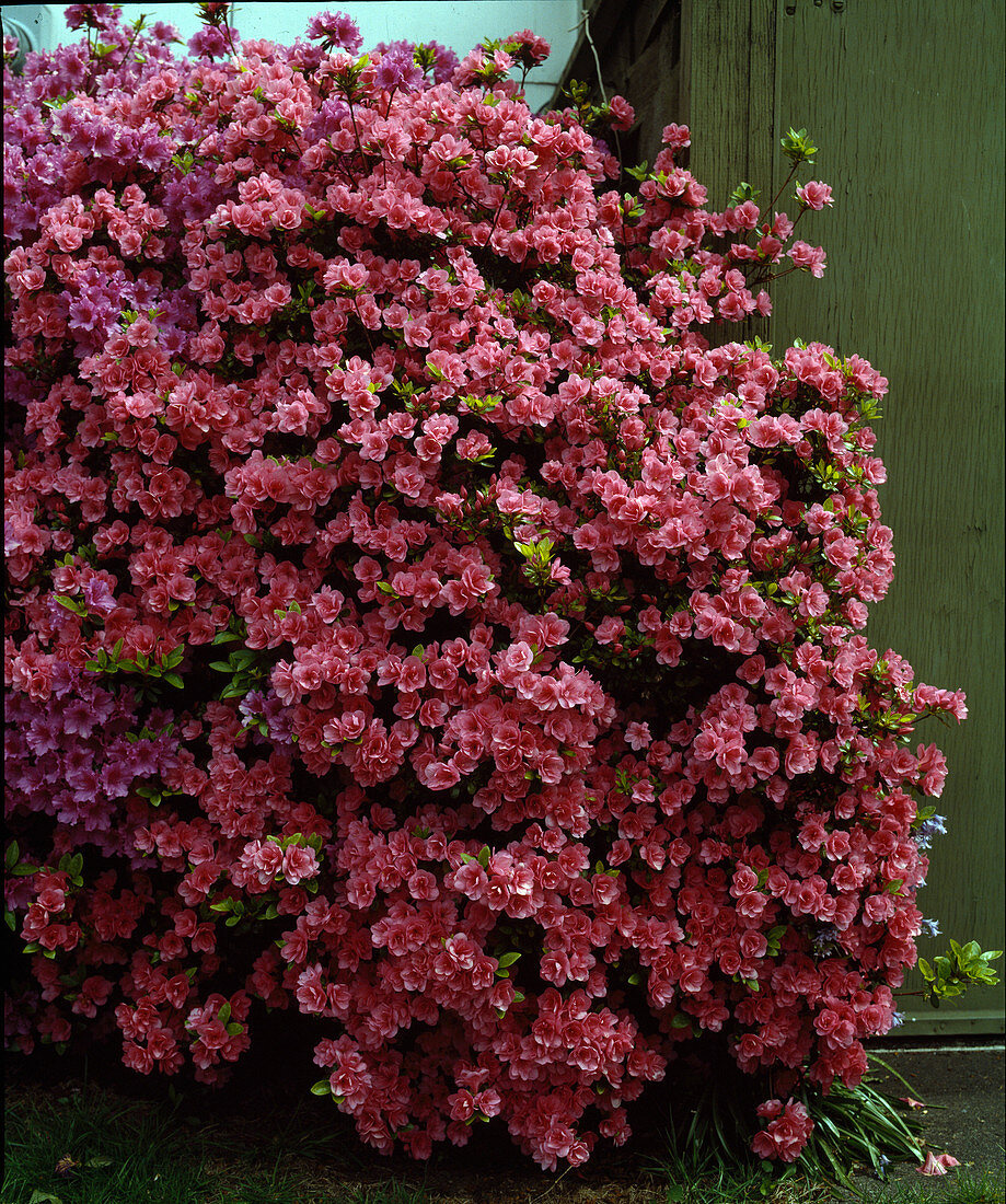 Azalea 'Rosebud'