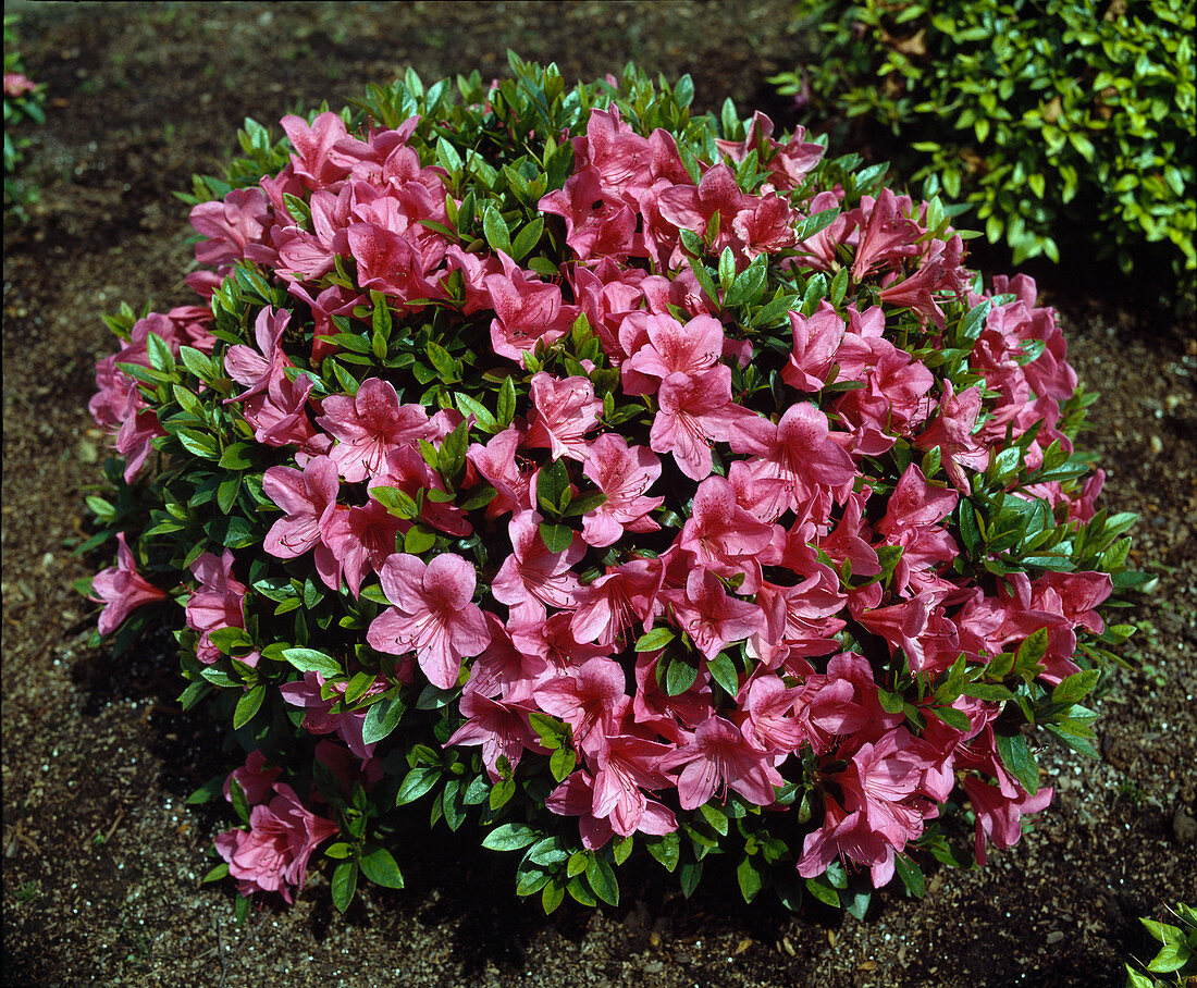 Azalea 'Greenwood Pink'