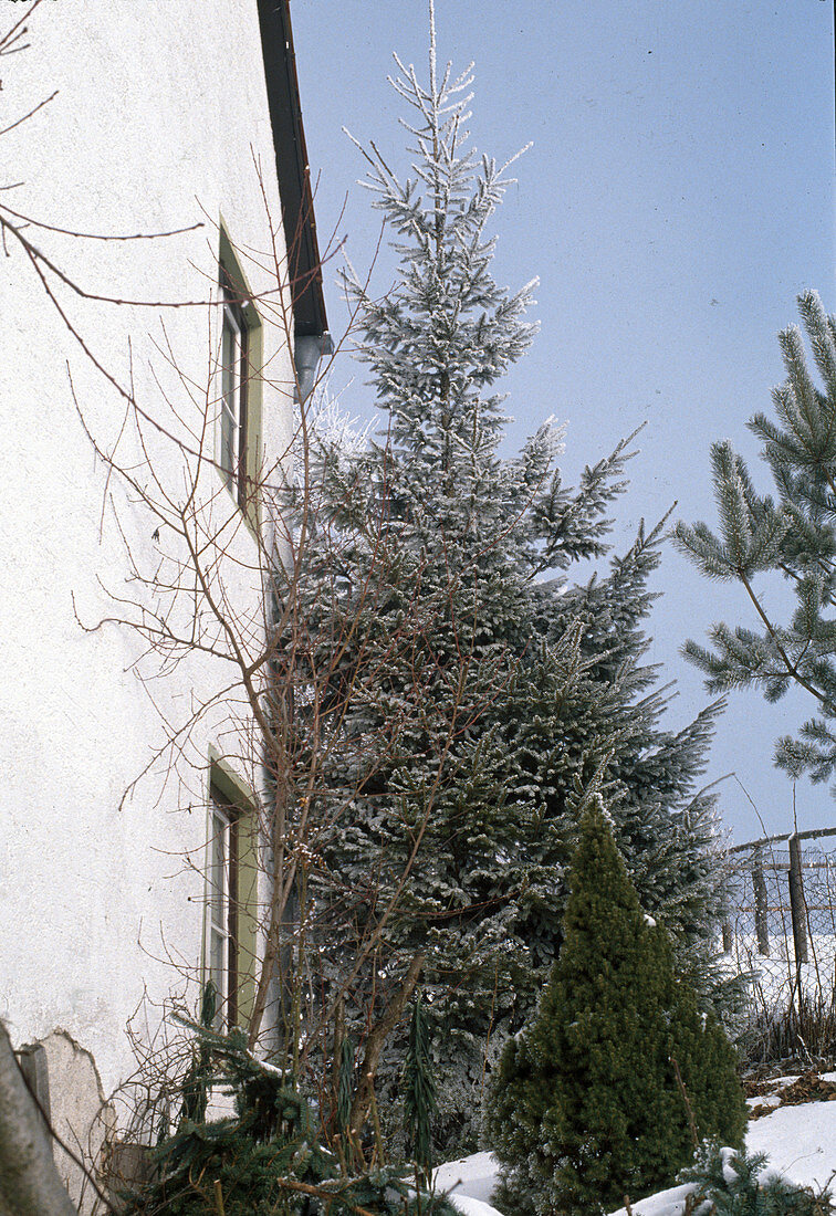 Picea omorika (Serbian spruce)
