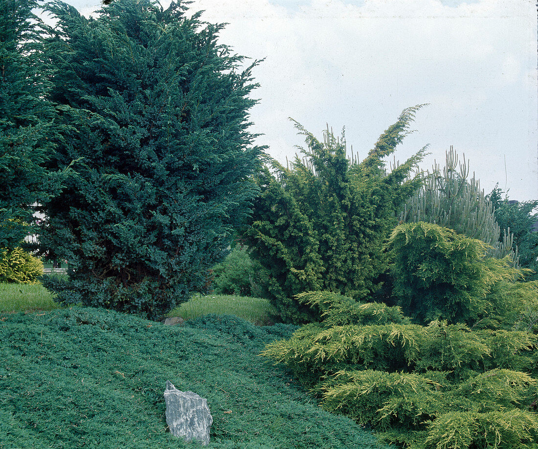 Juniperus group