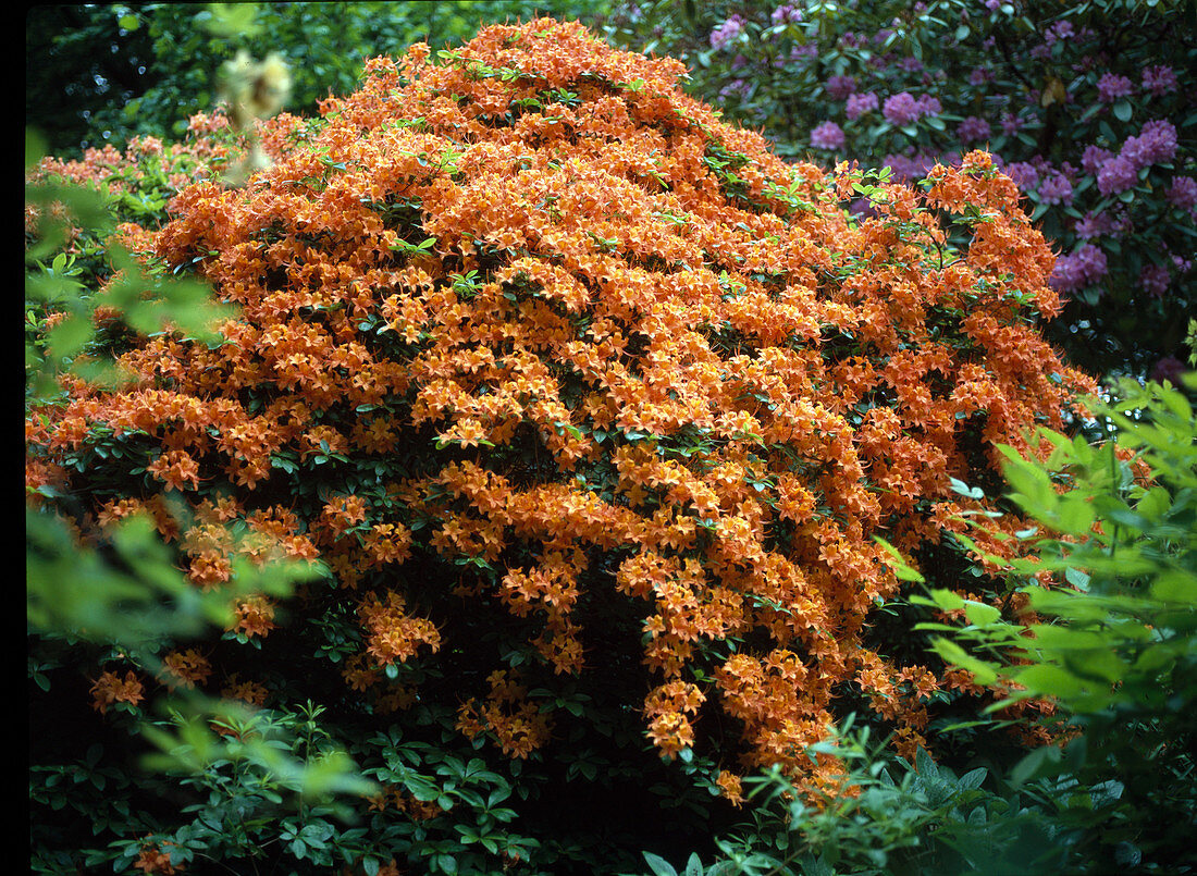 Azalea Hybride 'Gibraltar'