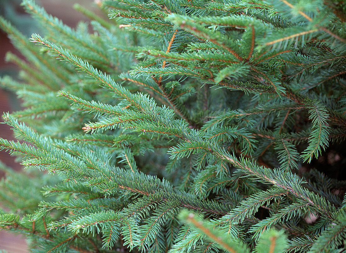 Picea abies (red spruce) branch