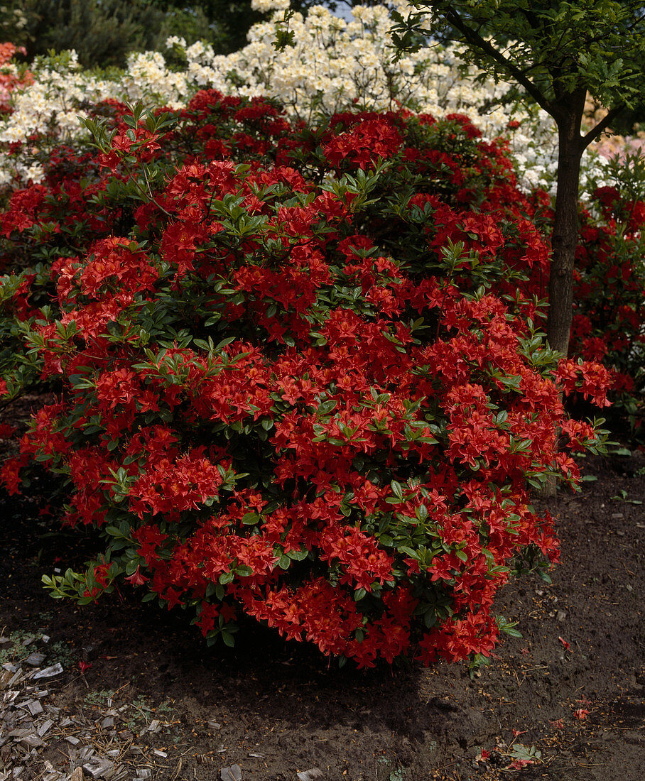 Azalea 'satan'