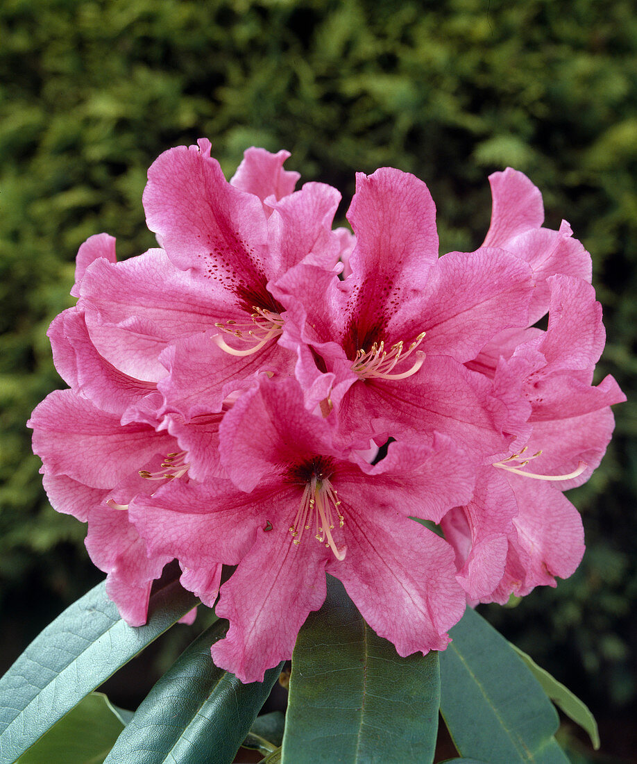 Rhododendron 'Ann'