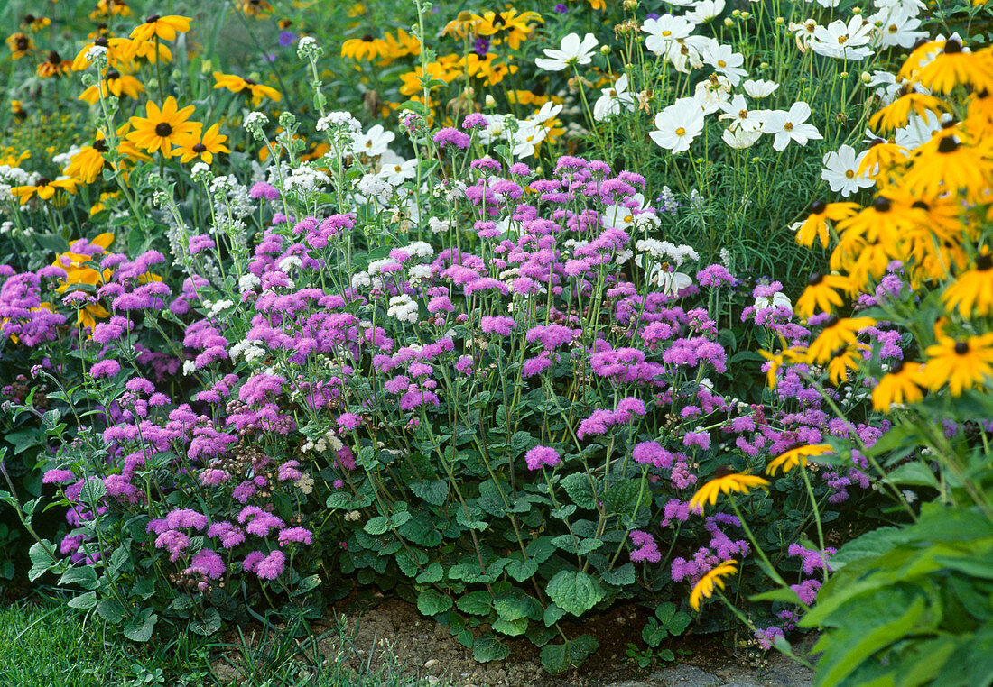 Ageratum houstonianum Cut Star Blue