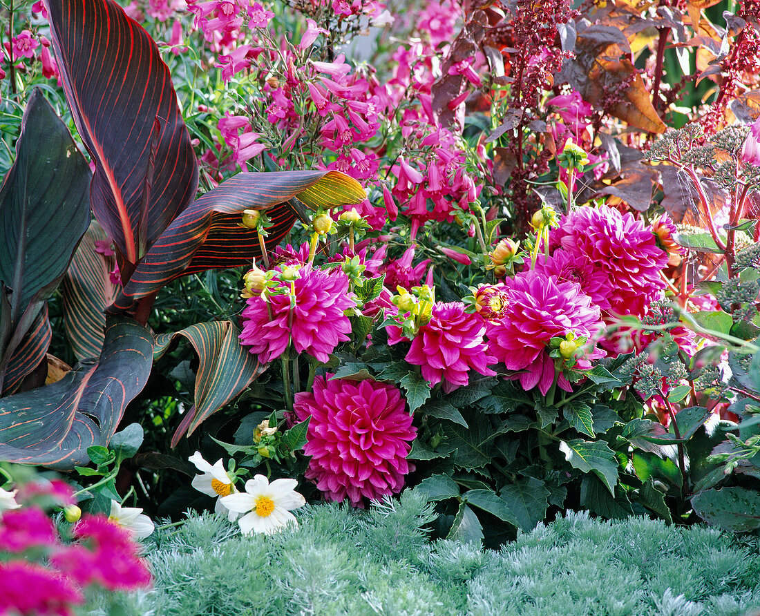 Canna indica, Dahlia hybr., Penstemon (bearded thread)