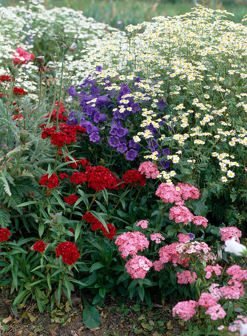 Dianthus barbatus