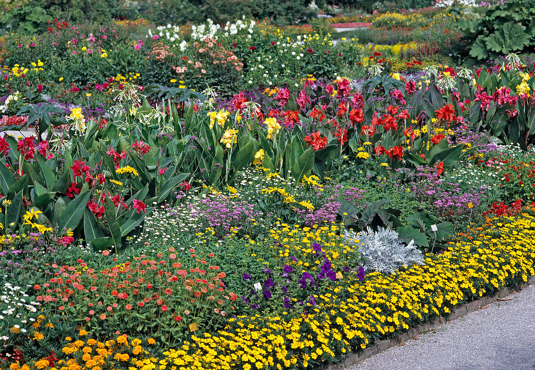 Tagetes Patula, Zinnia Violacea