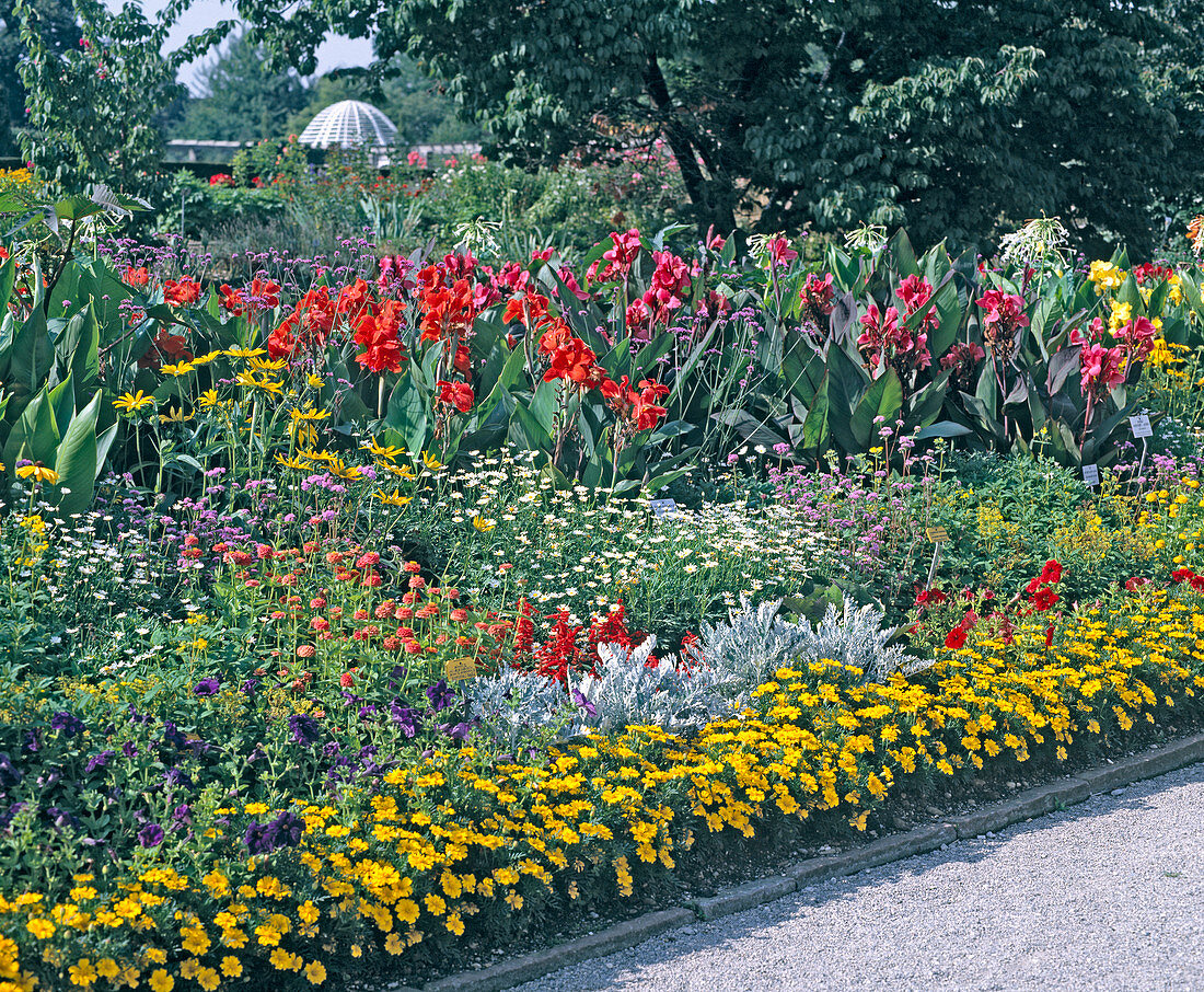 Tagetes patula, Senecio cineraria