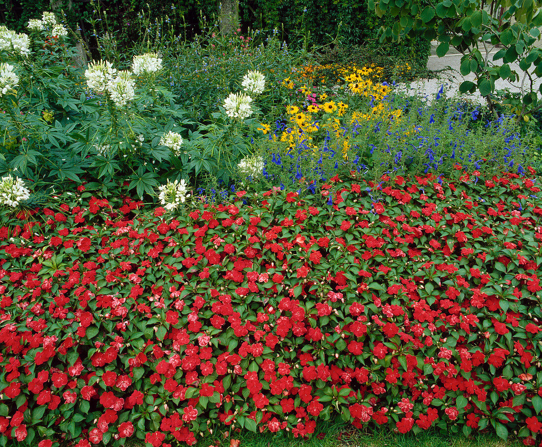 Impatiens walleriana