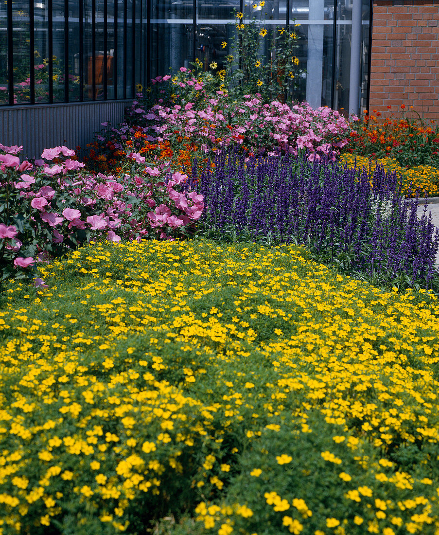 Lavatera trimestris 'Silvercup', Salvia farinacea