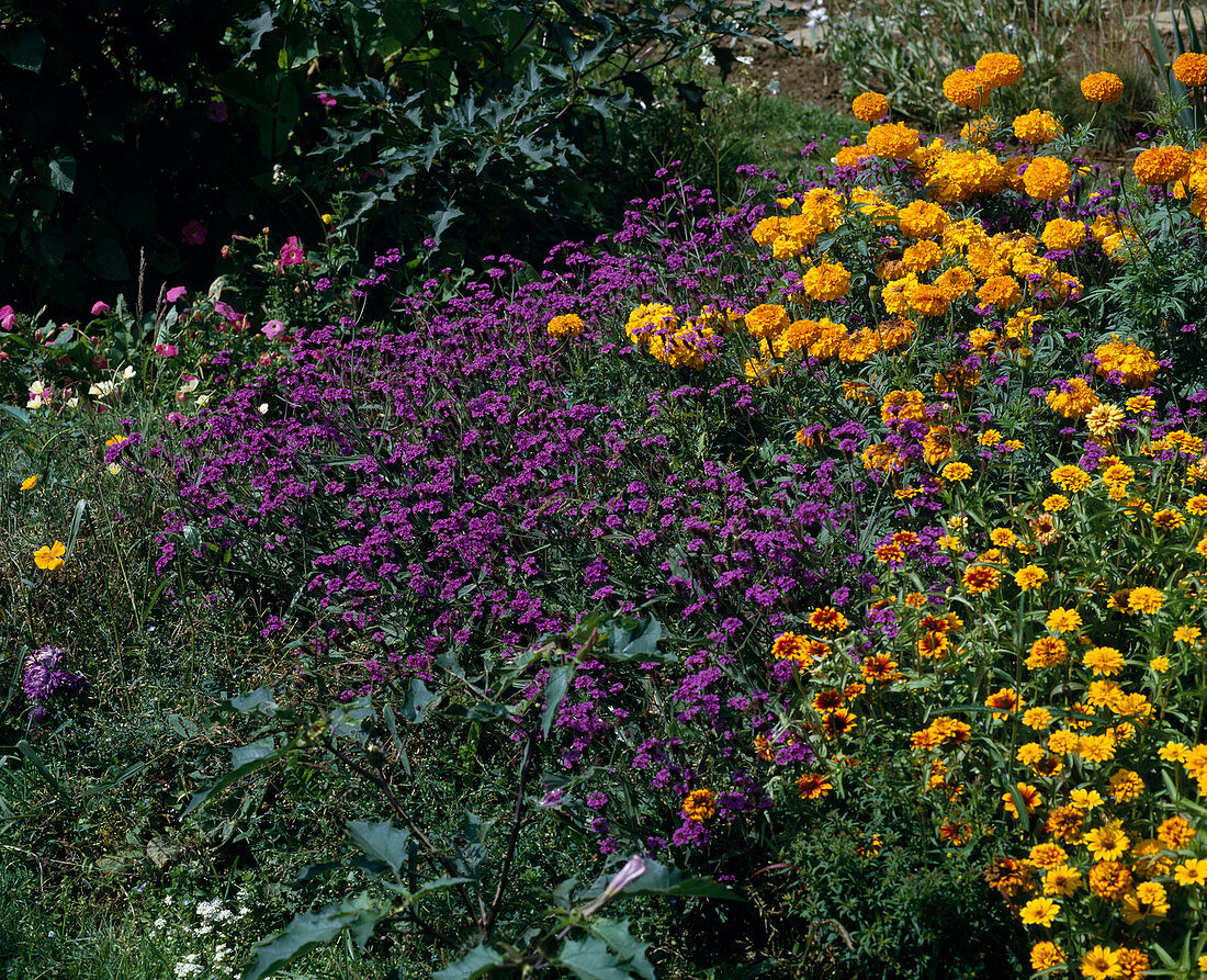 Zinnia haageana 'Persian carpet', Verbena rigida