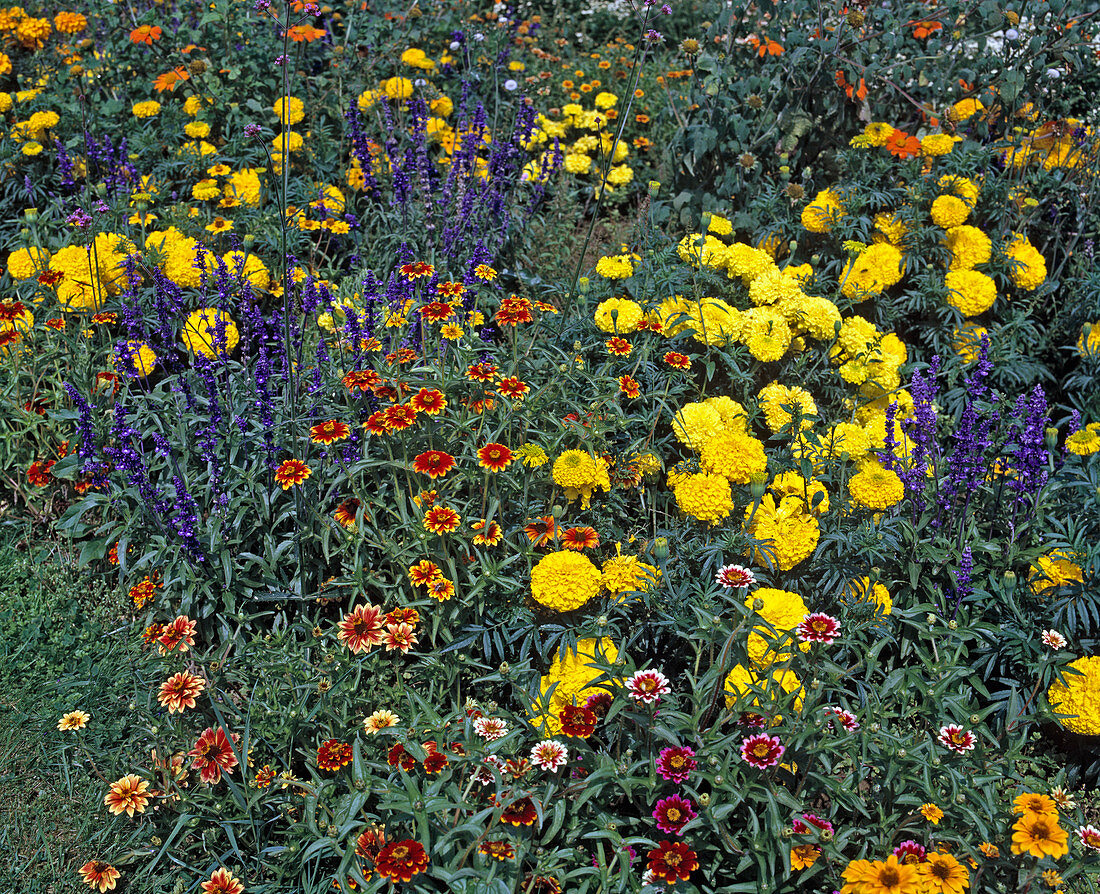 Salvia farinacea, Zinnia haageana 'Persian Carpet'