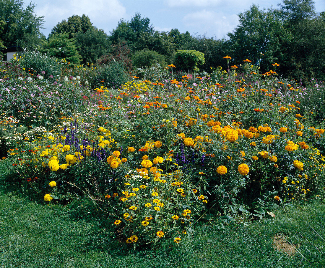 Tagetes erecta 'Inca', Zinnia angustifolia