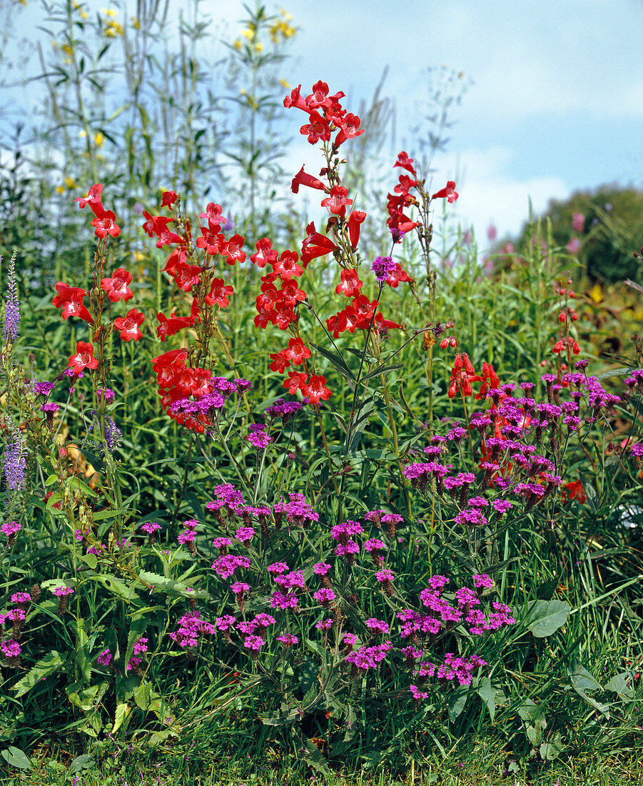 Penstemon 'Southgate Gem' U. Verbena rigida