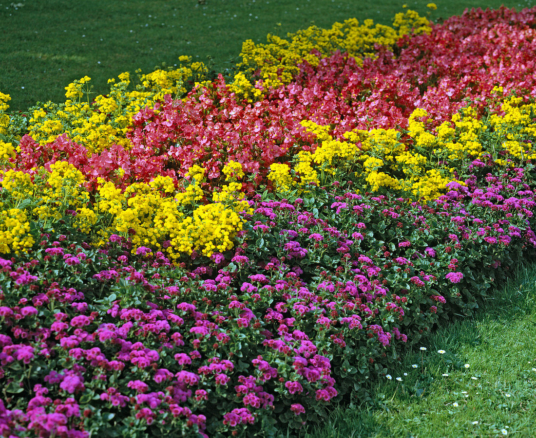 Calceolaria integrifolia, Begonia semperflorens