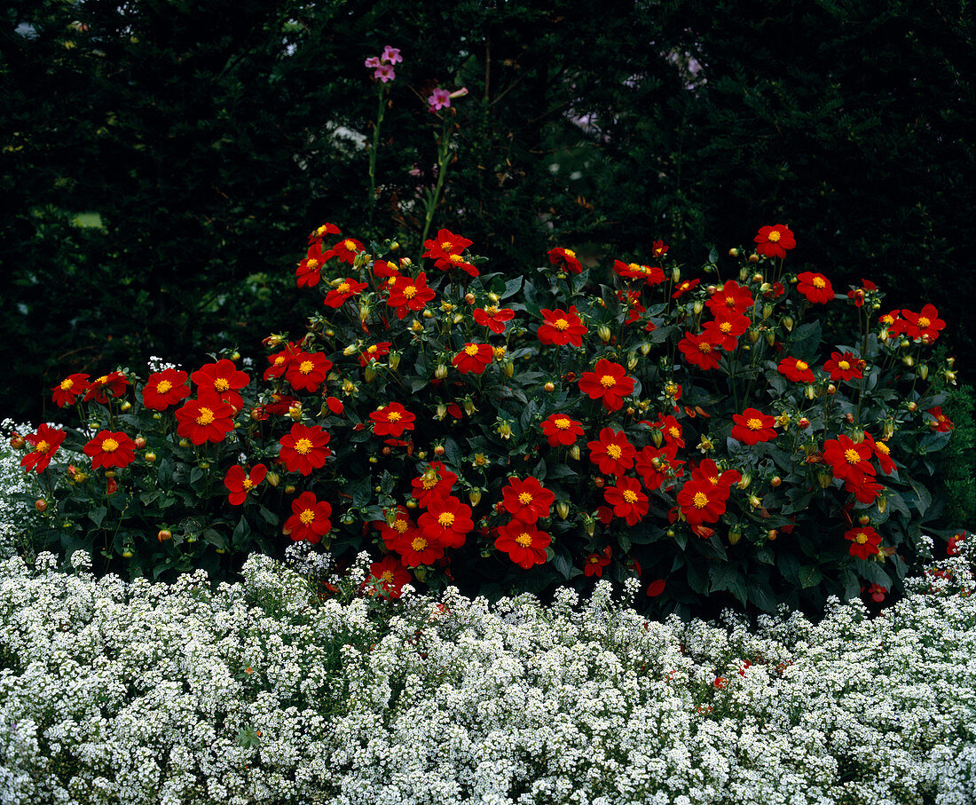 Dahlia, Firewheel, Lobularia