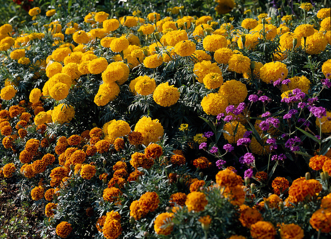 Tagetes erecta, Tagetes patula