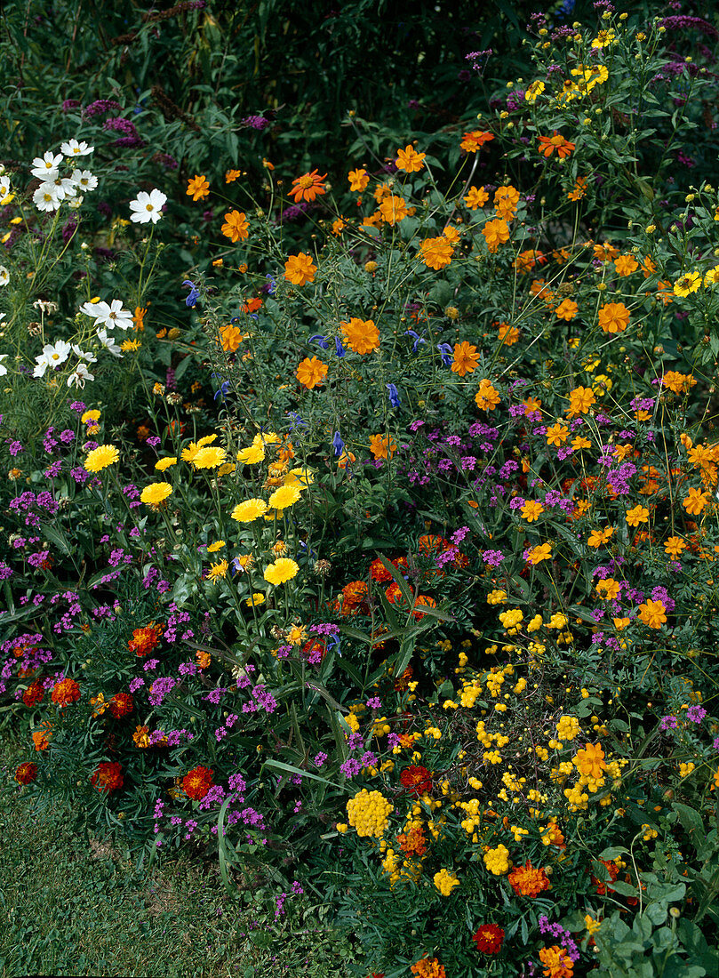 Lonas inodora, Verbena rigida, Cosmos sulphureus