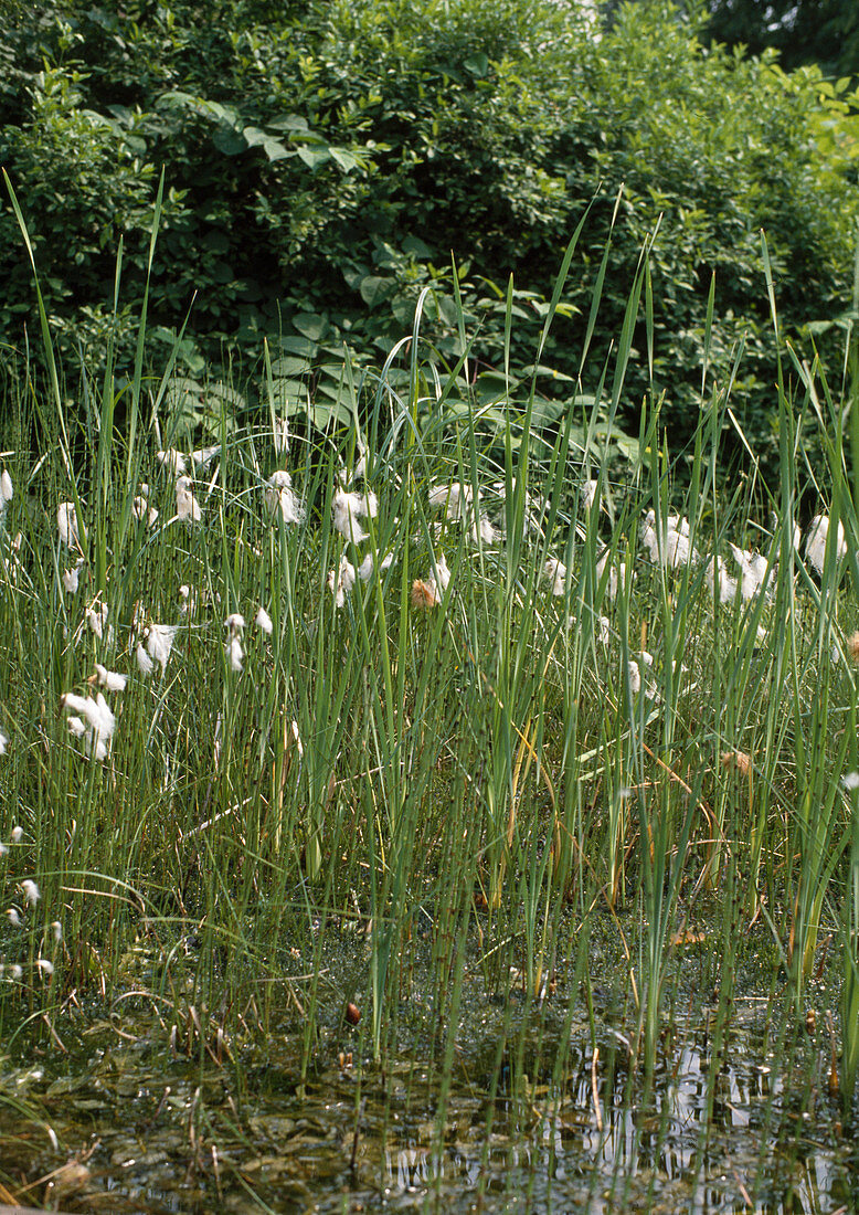 Pond with Eriophorum angustifolium (cotton grass)