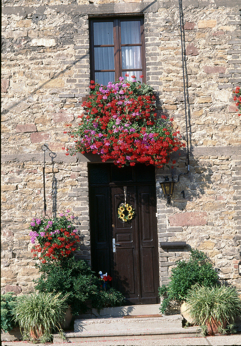 Entrance with Pelargonium 'Ville de Paris'