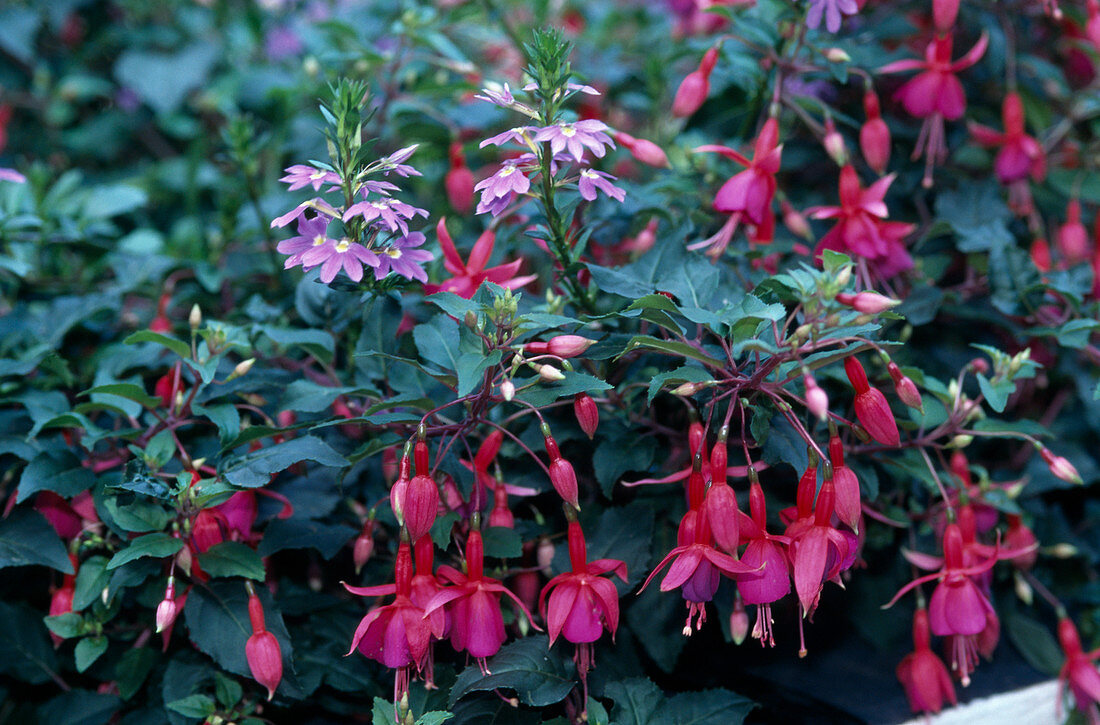 Fuchsia 'Beacon', Scaevola aemula 'Blue Wonder'