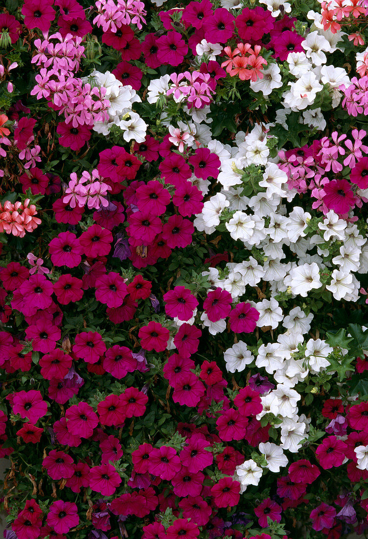 Petunia Surfinia 'Revolution', White