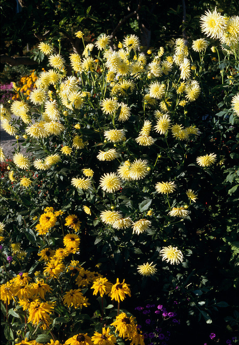 Cactus dahlia 'Ilo'