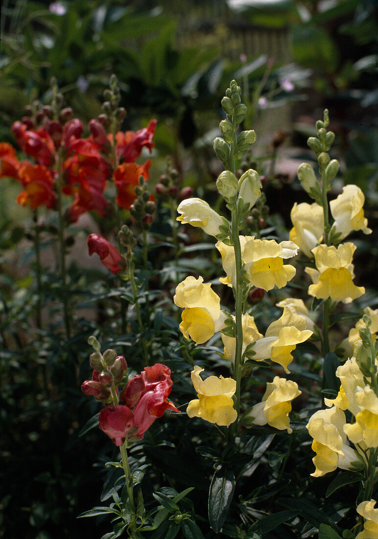 Antirrhinum majus