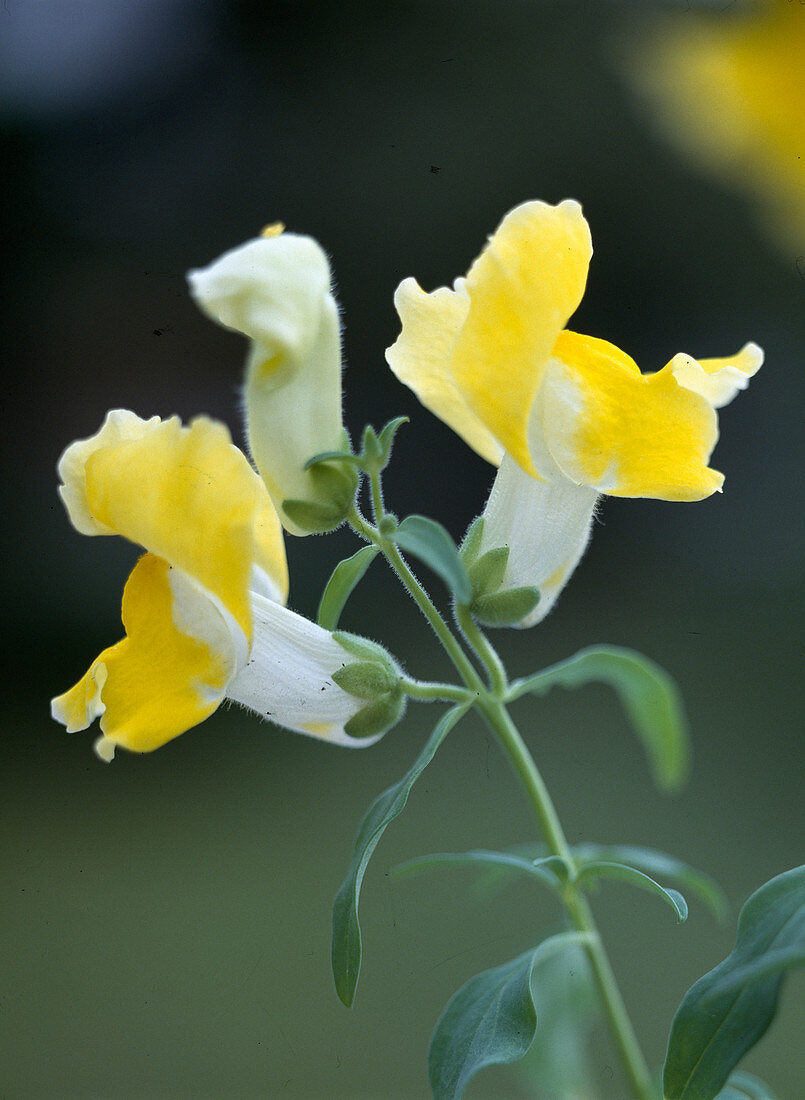 Anthirrhinum majus pumilum, Gelb