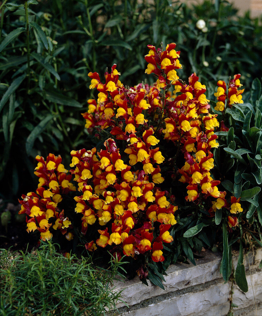 Antirrhinum majus