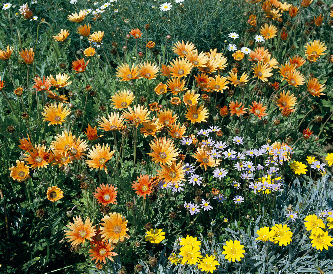 Arctotis Terracotta, Felicia amelloides