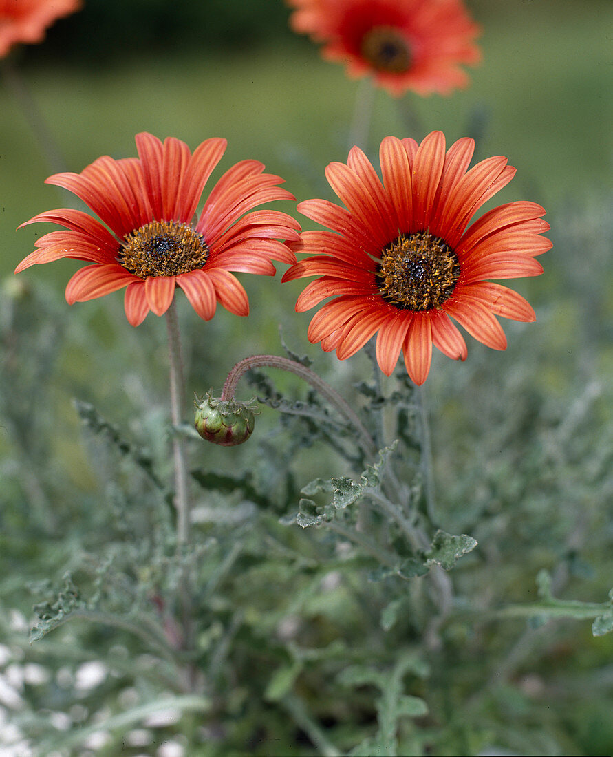 Arctotis hirsuta hybrid