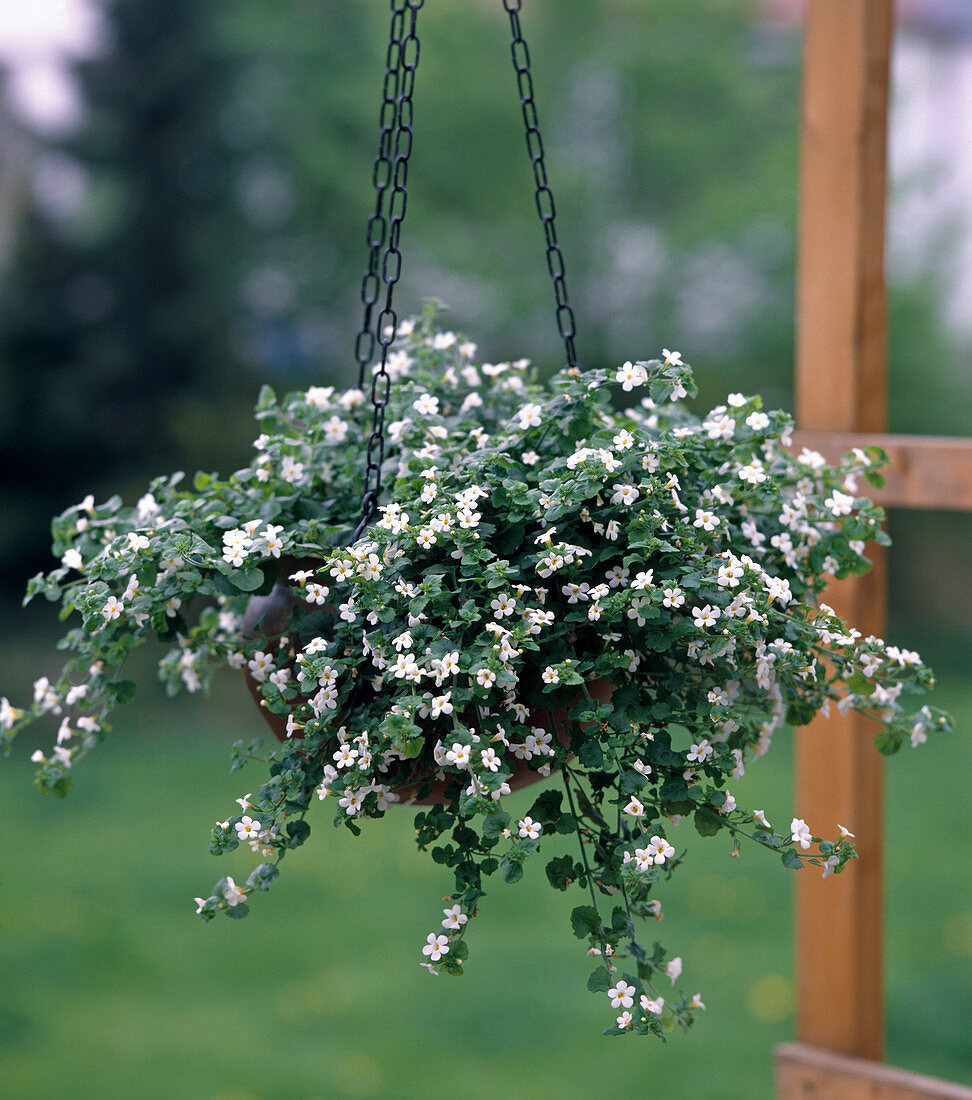 Bacopa as a hanging basket