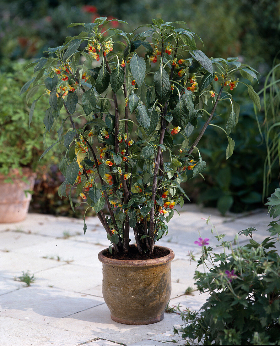 Impatiens niamniamensis syn congolensis (Papageienschnabelblume)