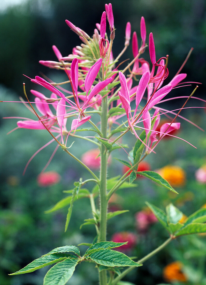 Cleome spinosa