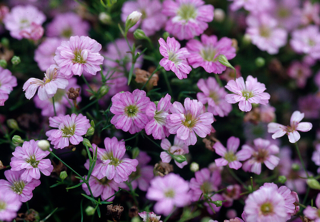 Gypsophila Repens 'Rosea'