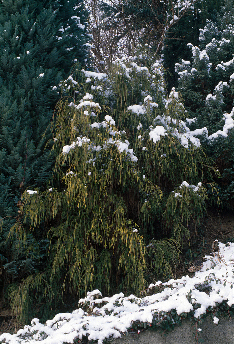 Chamaecyparis pisifera 'Aurea'