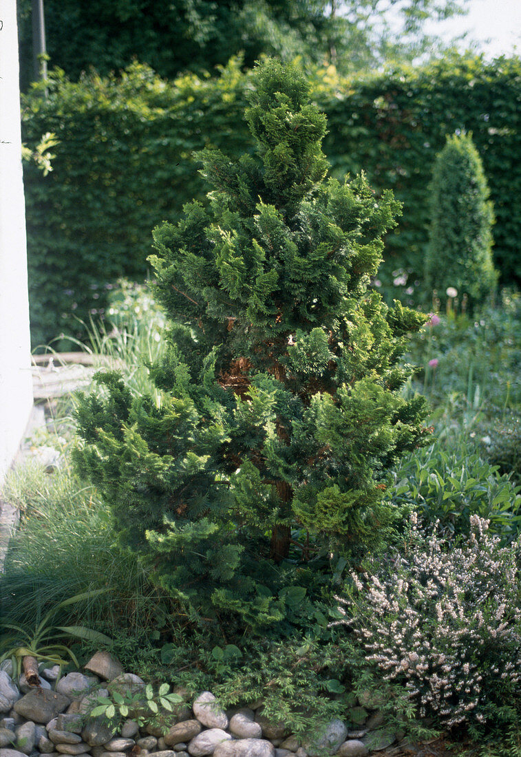 Chamaecyparis obtusa 'Nana Gracilis'