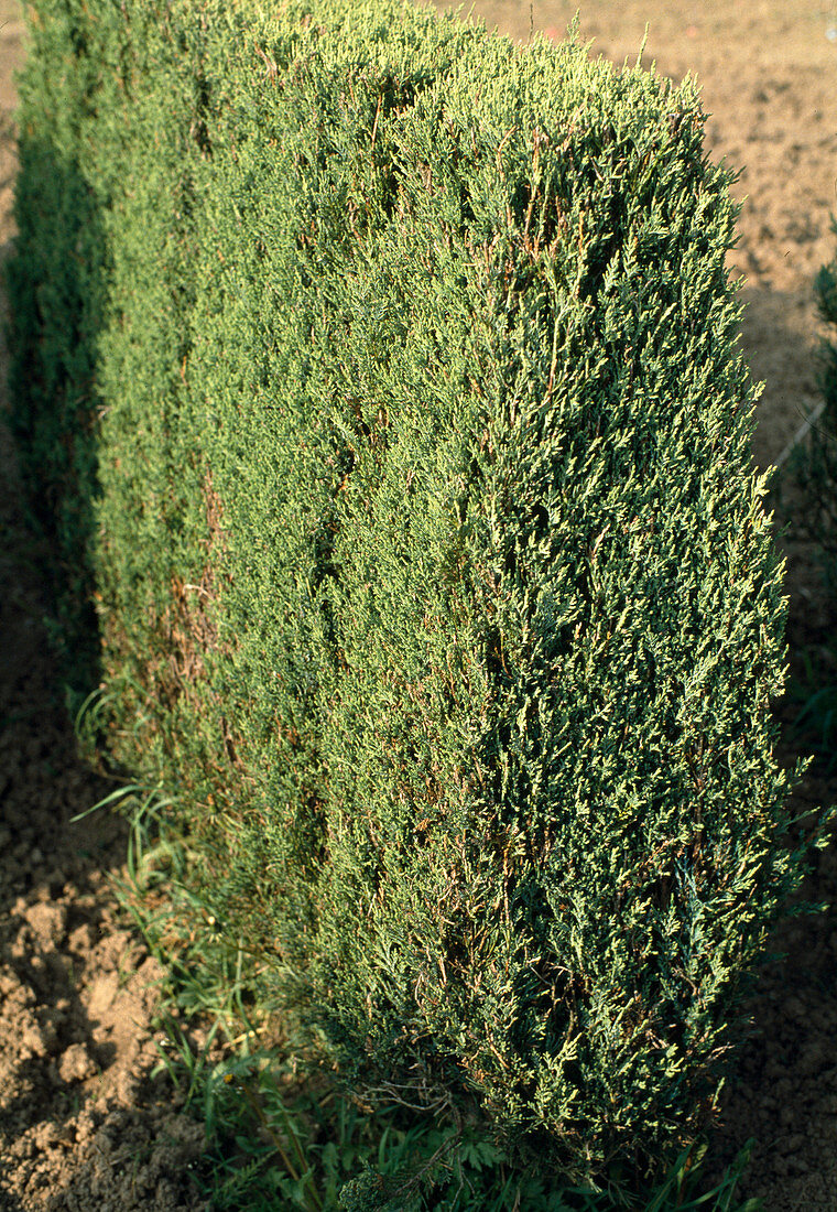 Juniperus virginiana 'Skyrocket'