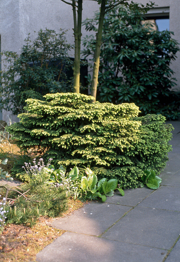 Picea excelsa 'Nidiformis' Nestfichte