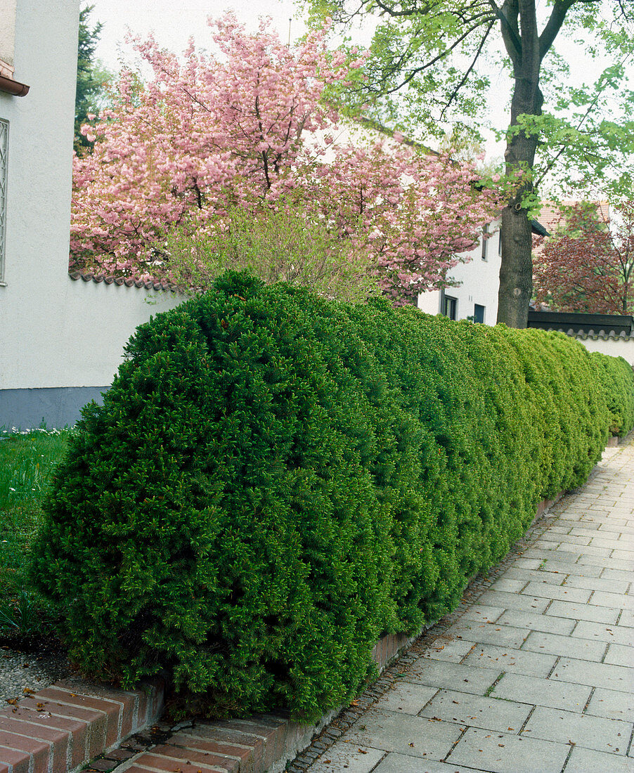 Picea glauca 'Conica'