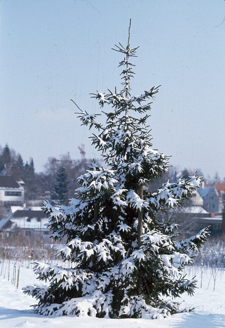 Picea orientalis