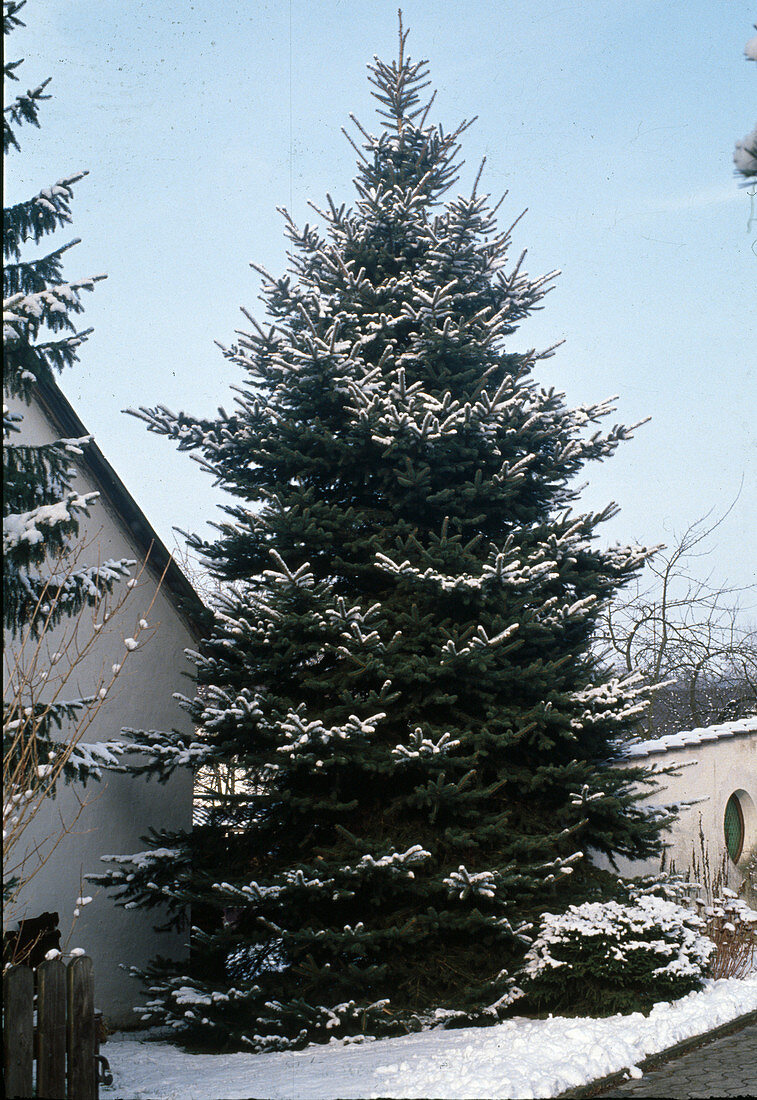 Picea pungens 'Glauca'