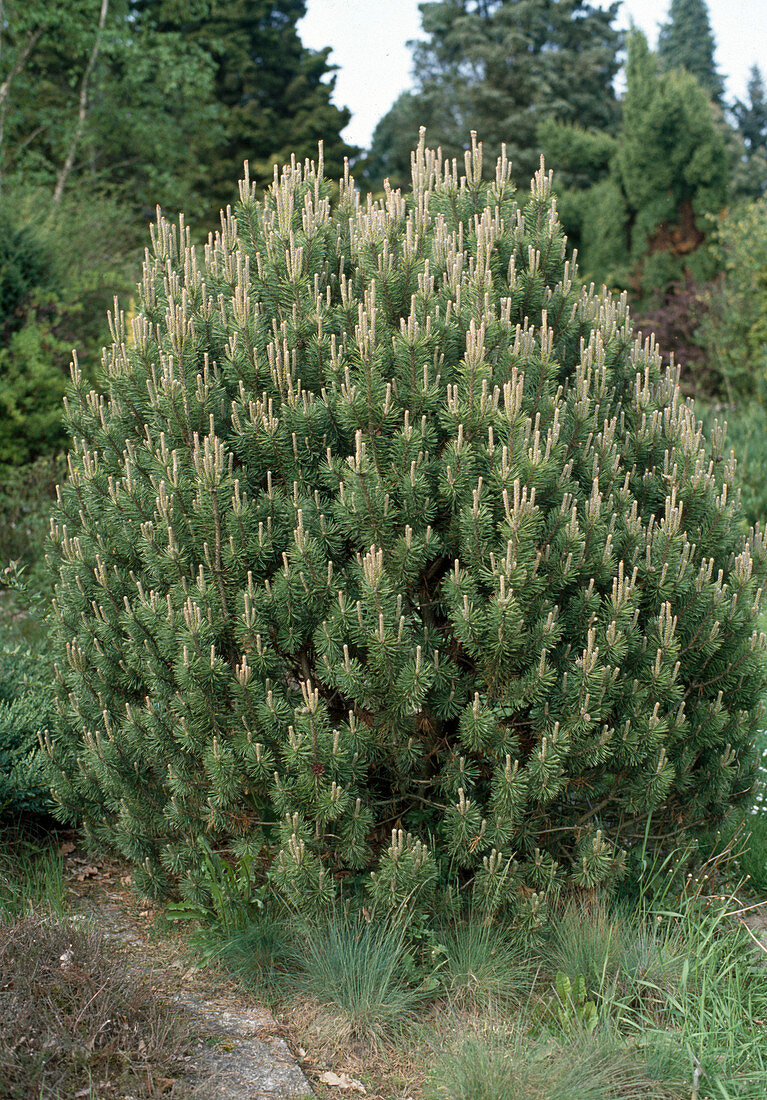 Pinus mugo